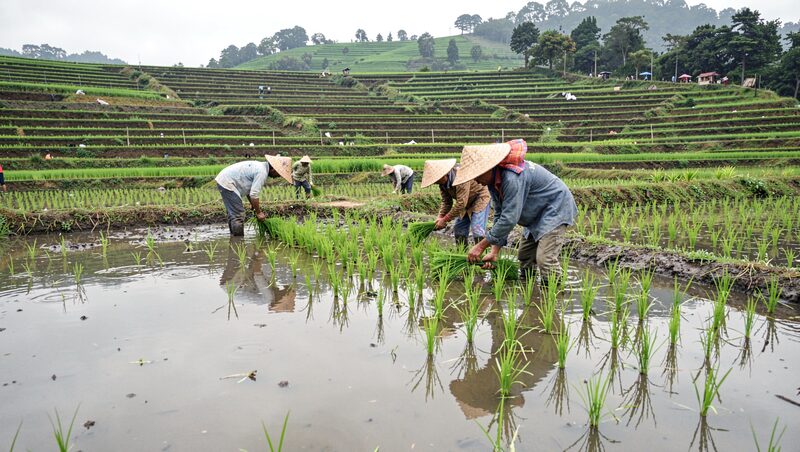 Farmers transplanting bright green rice seedlings by hand into a flooded paddy, reflections in the still water, terraced fields rising behind them under soft overcast light.